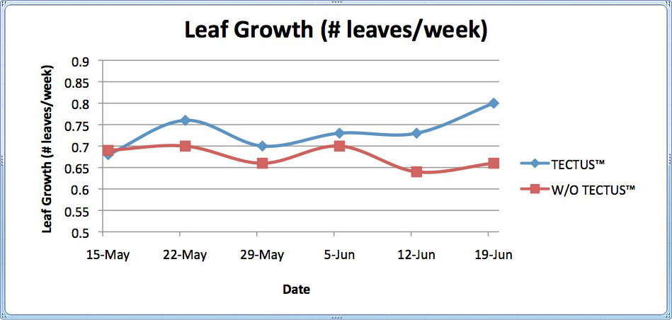 tectus-leaf-growth-en.jpg